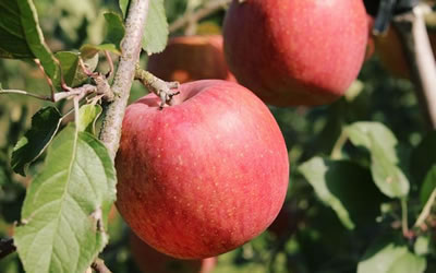 リンゴの収穫時期について