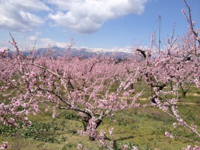 満開の桃の花