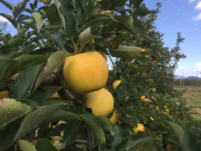 シャキシャキ食感がおいしい「シナノゴールド」