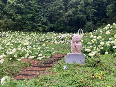 近所のあじさい寺「陽林寺」